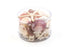 pink and white seashell pack